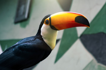 Golden-horned toucan sits on a branch in a bird park.