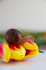 Snail on the Bud of a fresh red-yellow Tulip with a blurred background