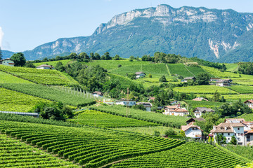 Fototapeta na wymiar Vineyards in Frangart village in South Tyrol, Italy