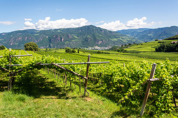 Fototapeta na wymiar Vineyard in Girlan village of South Tirol, Italy.