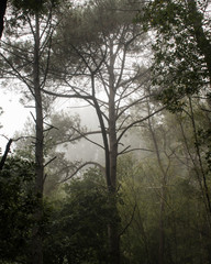Obraz na płótnie Canvas Niebla en el bosque (Galicia)