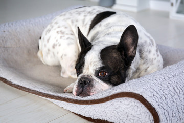 Adorable french bulldog lying on his bed at home