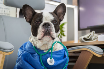 French bulldog as a medicine doctor with a stetoscope at the doctor office