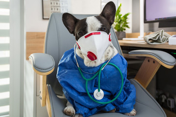 French bulldog as a medicine doctor with a protective face mask for viruses at the doctor office