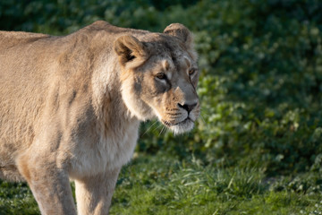 Asian lioness stalking on the grass