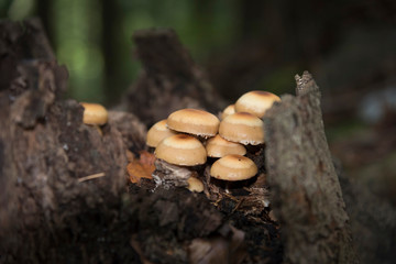 Gemeines Stockschwämmchen