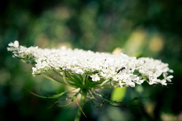 climbing jasmine bush photographed in bokeh