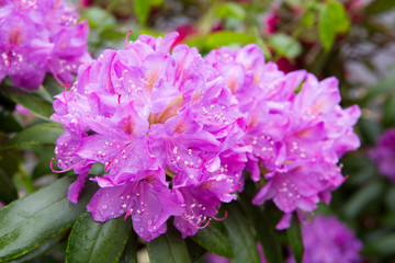 Obraz premium Closeup photo of a beautiful pink Rhododendron flowers.