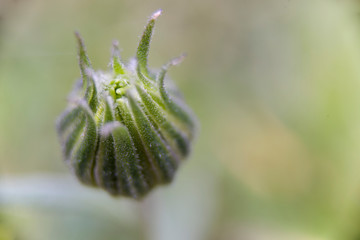 cocoon of dimorfoteca macro with blurred background