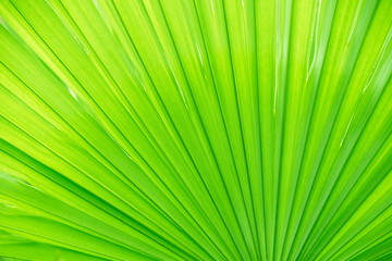 Obraz premium abstract background of bright saturated green palm leaves