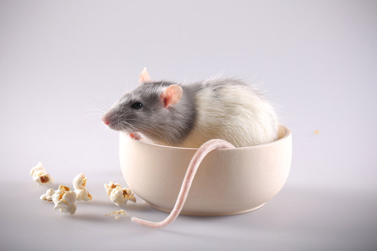 gray decorative rat runs around on the table