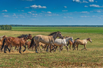 Fototapeta na wymiar A herd of horses on a farm runs across the field.