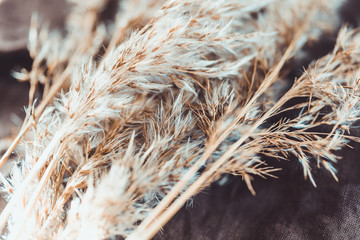 Macro view of dried grass for creating interior design decoration.