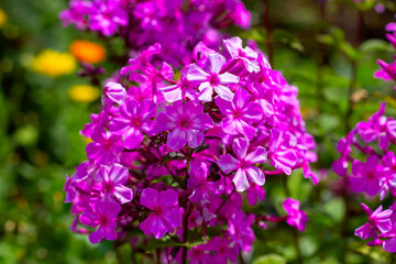 Fototapeta premium A natural blooming pink flowers in garden.