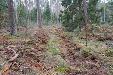 Fototapeta premium wald