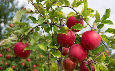  Apple tree 