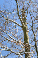Mushrooms growing high on a beech tree trunk in winter.