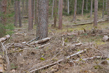 wald