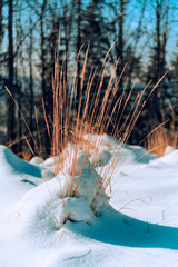 Fiery grass in the snow in nature.