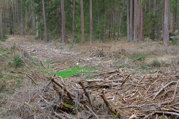 wald