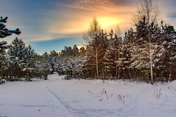 Beautiful winter landscape with snow covered trees in Russian forest.