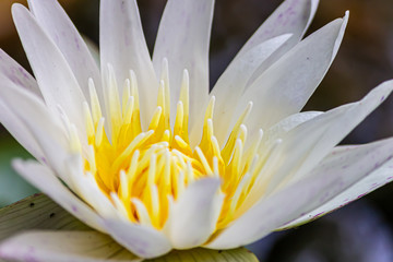 Lotus bautiful in nature and colorful