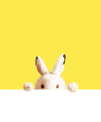 White easter rabbit with sheet for a text writing. Easter concept. - 326768542