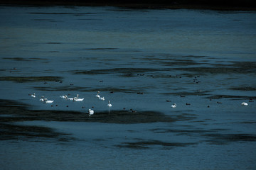 swans in dark water..