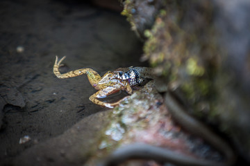 grass snake eats toad..