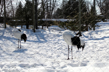Les autruches noir et blanche