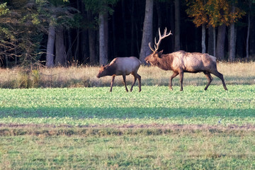 old bull elk chasing a cow elk