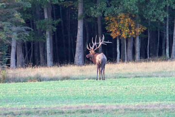 a bull elk standing in a meadow