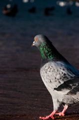 pigeon near the sea