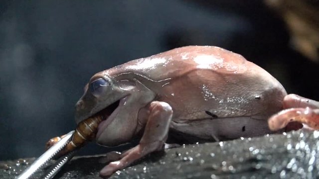 Korallenfinger-Laubfrosch (Ranoidea caerulea)