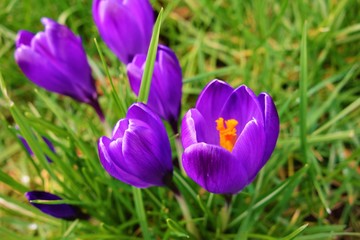 Purple crocus in spring.