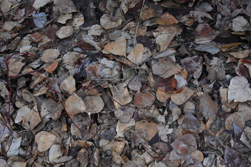 Crunchy Dried Leaves