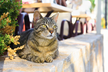 Beautiful cat monitoring someone
