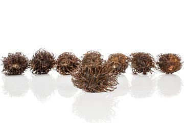 Group of eight whole old brown rambutan isolated on white background