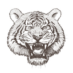 Vector image of a growling head of a white tiger on a white background.