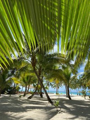 palm trees on the beach