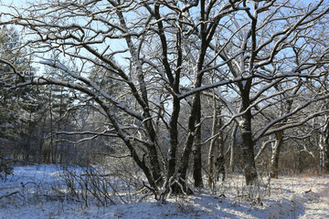 Snowbounded oak trees in sunny forest