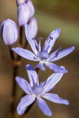 Alpine squill or two leaf squill, early spring purple flower growing from an underground bulb with two lance shaped leaves, latin Scilla bifolia