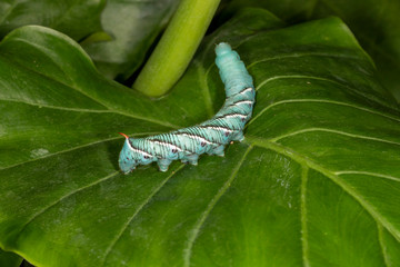 Carolina sphinx moth larva or Blue Hornworm