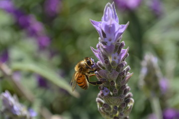 Lavender Bee
