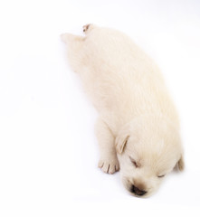 Obraz premium Cute little dog isolated on white background.