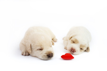Cute little dog isolated on white background with red heart.