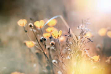 Flowering yellow flower, buttercup flower lit by sunlight