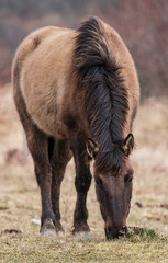 Koniks in der Thüringeti
