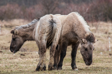 Fototapeta premium Koniks in der Thüringeti
