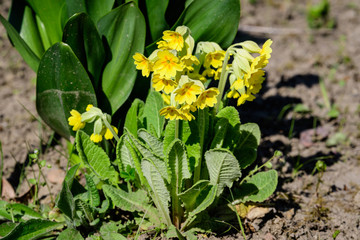 Close up of light yellow flowers of primula plant in a sunny spring garden, beautiful outdoor floral background
